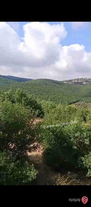 ارض مساحة 6 دونم للبيع في عجلون راسون اطلالة مميزة قابل للبيع من دونمين و أكثر