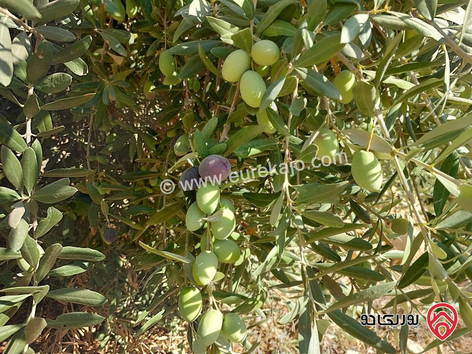 قطعة أرض مساحة 4000م للبيع في مرج الحمام - البحاث