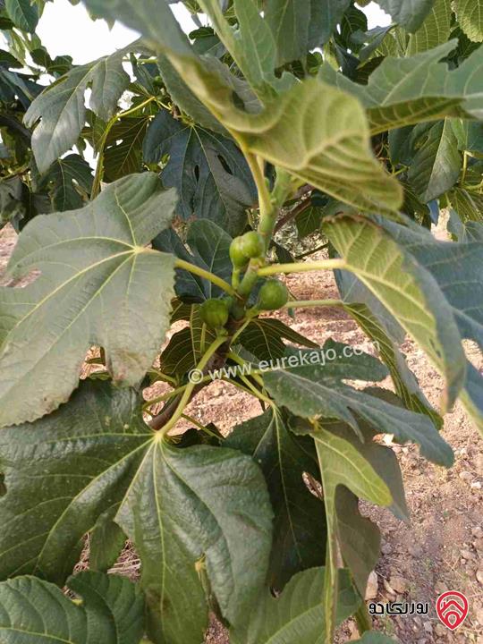 مزرعة مساحة 14 دونم للبيع في اربد - أراضي بني كنانة منطقة سمر