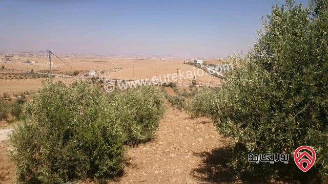 مزرعة مساحة الأرض 12 دونم و 500م مع فيلا 500م للبيع في المفرق - حيان المشرف