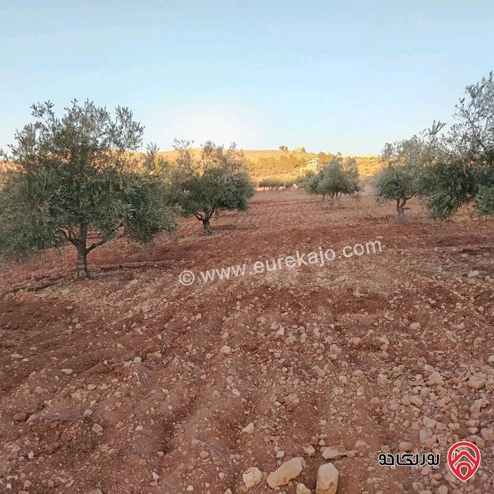 أرض مساحة 3 دونم و 400م للبيع في المفرق - نادرة