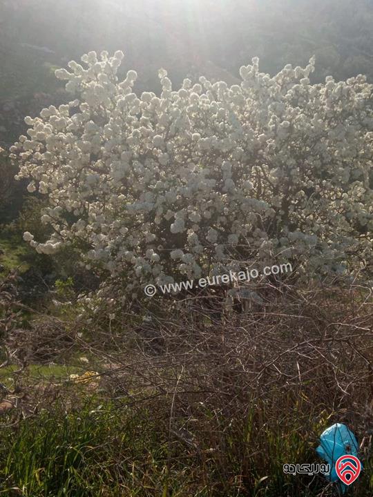 أرض /مزرعة للبيع في اربد- المزار الشمالي مساحة 4288م