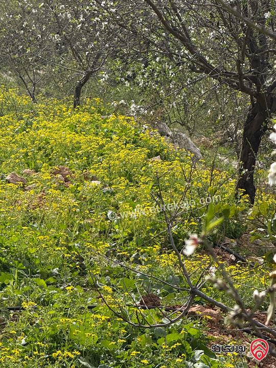 ارض مساحة 4500م للبيع في عمان - عراق الامير 