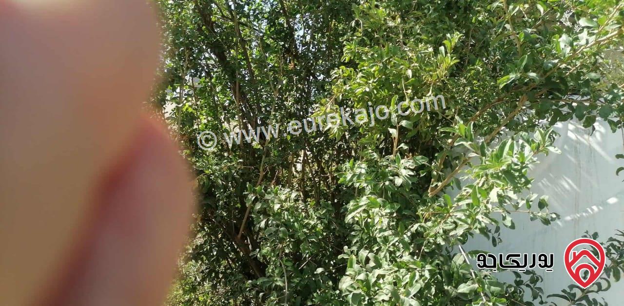 ارض مساحة 505م للبيع في عمان - طبربور
