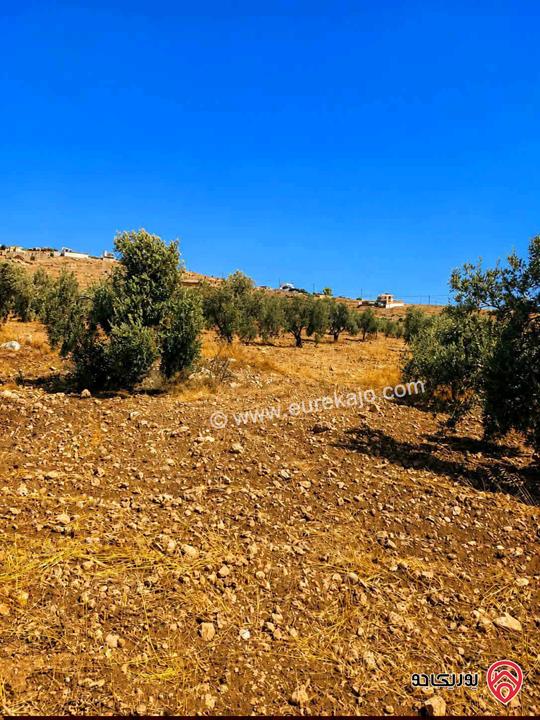 قطعة ارض مشجرة زيتون مساحة 3 دونم و 400م للبيع في جرش - عنيبه 