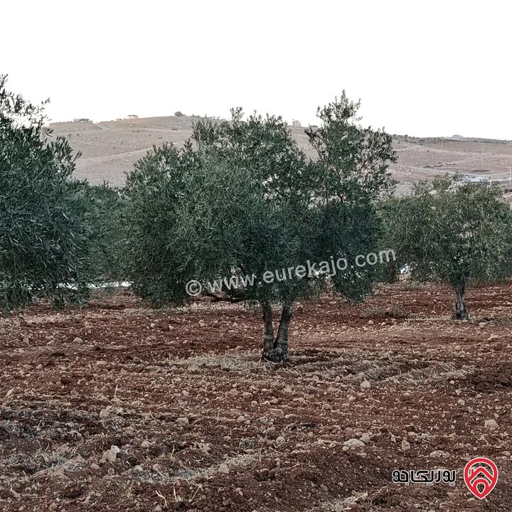 أرض مساحة 3 دونم و 400م للبيع في المفرق - نادرة