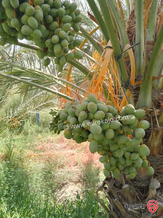 مزرعة نخيل مساحة الأرض 40 دونم وفيها بناء مساحة 210م للبيع في البلقاء - الأغوار الوسطى منطقة الكرامة