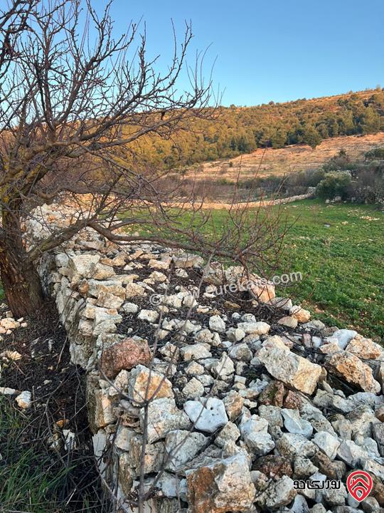 ارض مساحة 1 دونم و 982م للبيع في عجلون عنجرة سرابيس