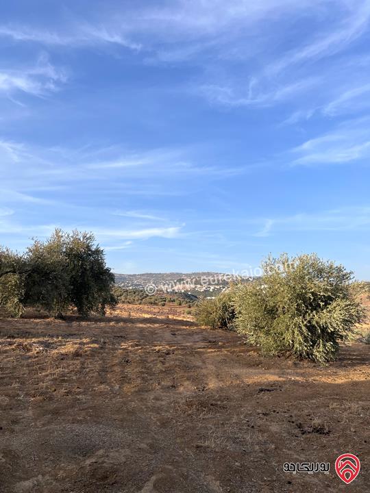 مزرعة مساحة الأرض 6 دونم و 500م للبيع في جرش منطقة جمله قريبة من محمية دبين اطلاله جميلة جداً وسعر حرق وربنا يبارك لصاحب النصيب
