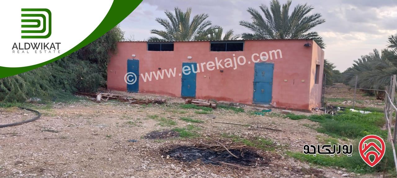 مزرعة نخيل للبيع في الغور الجنوبي / الكرامة مساحتها 56 دونم مزروعة تمر مجهول