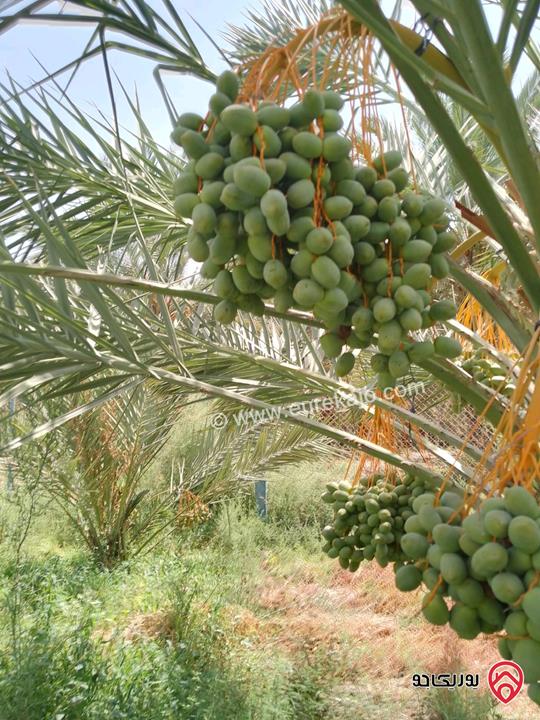 مزرعة نخيل مساحة الأرض 40 دونم وفيها بناء مساحة 210م للبيع في البلقاء - الأغوار الوسطى منطقة الكرامة