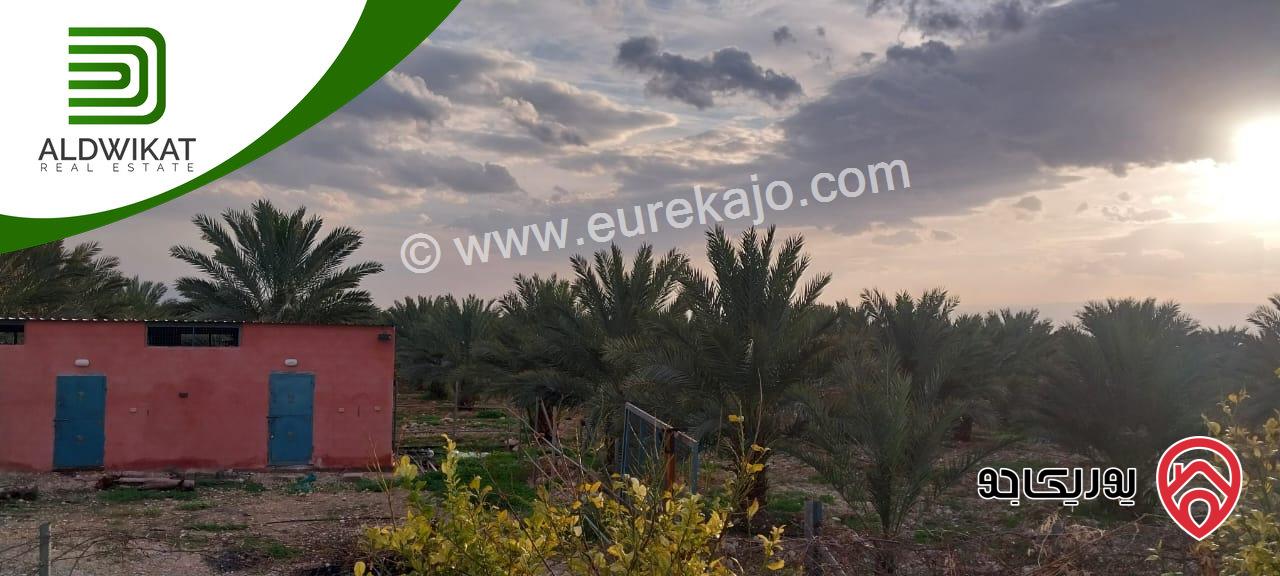 مزرعة نخيل للبيع في الغور الجنوبي / الكرامة مساحتها 56 دونم مزروعة تمر مجهول