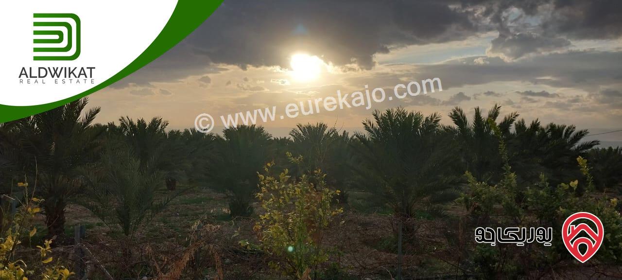 مزرعة نخيل للبيع في الغور الجنوبي / الكرامة مساحتها 56 دونم مزروعة تمر مجهول