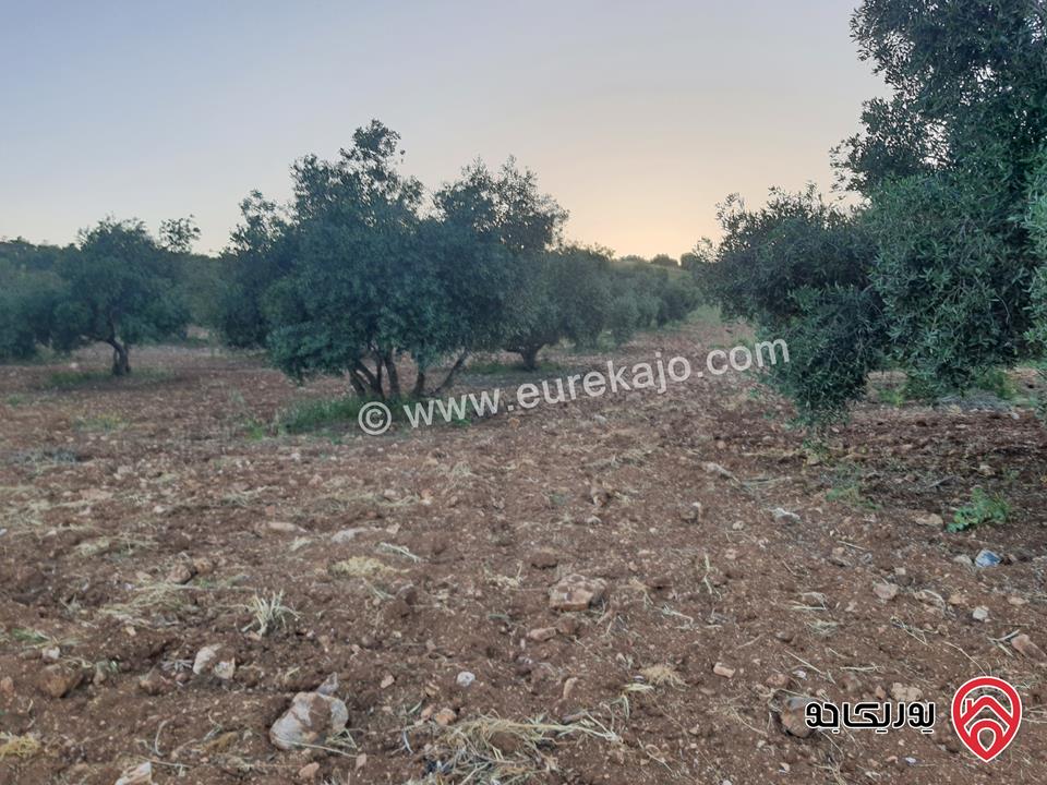 مزرعة زيتون بلدي مساحة 10 دونم للبيع في اربد - سحم