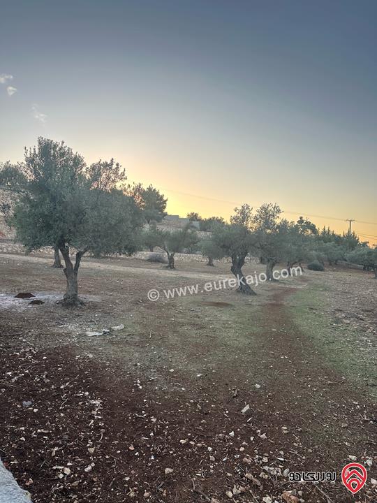 قطعة ارض مساحة 1 دونم و 720م للبيع في السلط زي منطقة مزارع وفلل مزروعة زيتون 