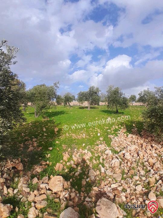 مزرعة زيتون مساحة 20 دونم للبيع في المفرق شرق جرش منطقة دحل