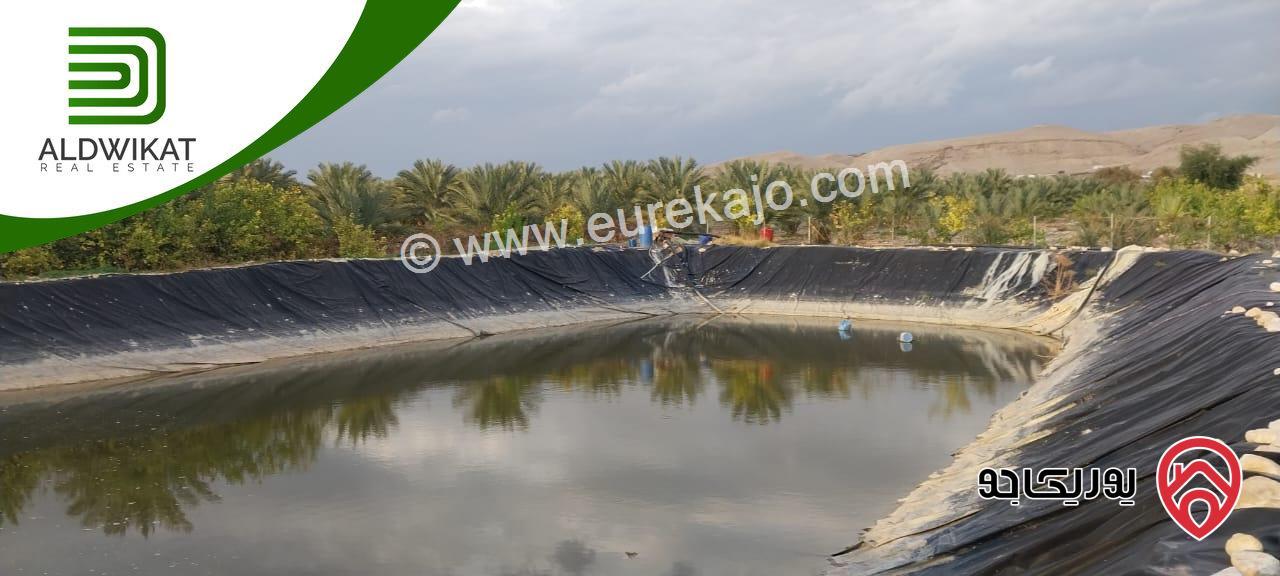 مزرعة نخيل للبيع في الغور الجنوبي / الكرامة مساحتها 56 دونم مزروعة تمر مجهول