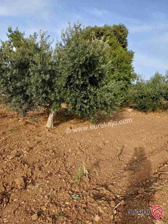 مزرعة مساحة 14 دونم للبيع في اربد - أراضي بني كنانة منطقة سمر