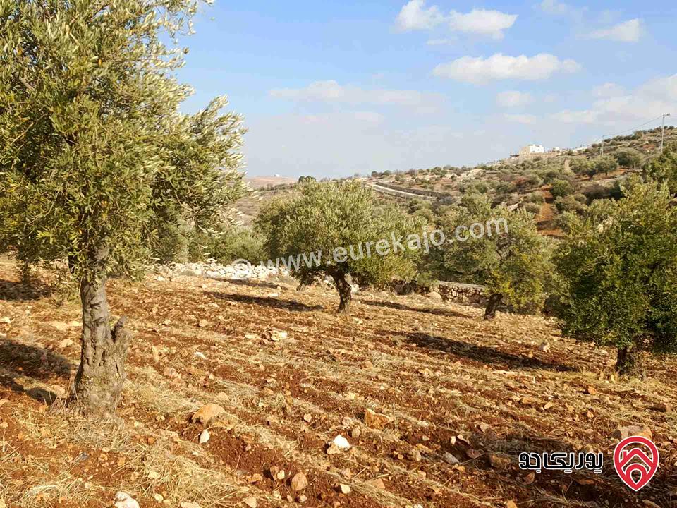 مزرعة زيتون مساحة 6 دونم و 150م للبيع في جرش ثغرة عصفور