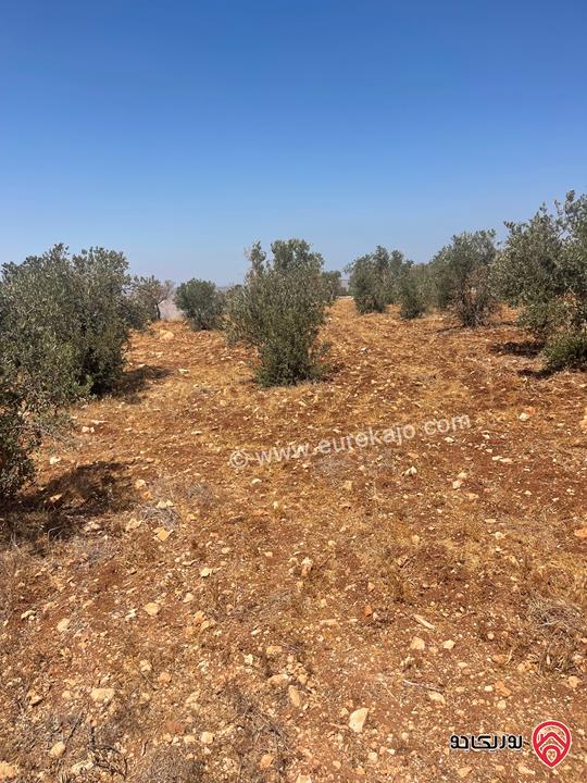 قطعة ارض مساحة 13 دونم و 800م للبيع في اربد - ملكا السهل الجواني
