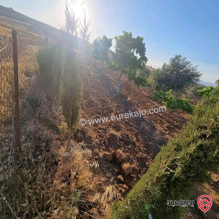 أرض زراعية مساحة 25 دونم للبيع في الكرك - فقوع