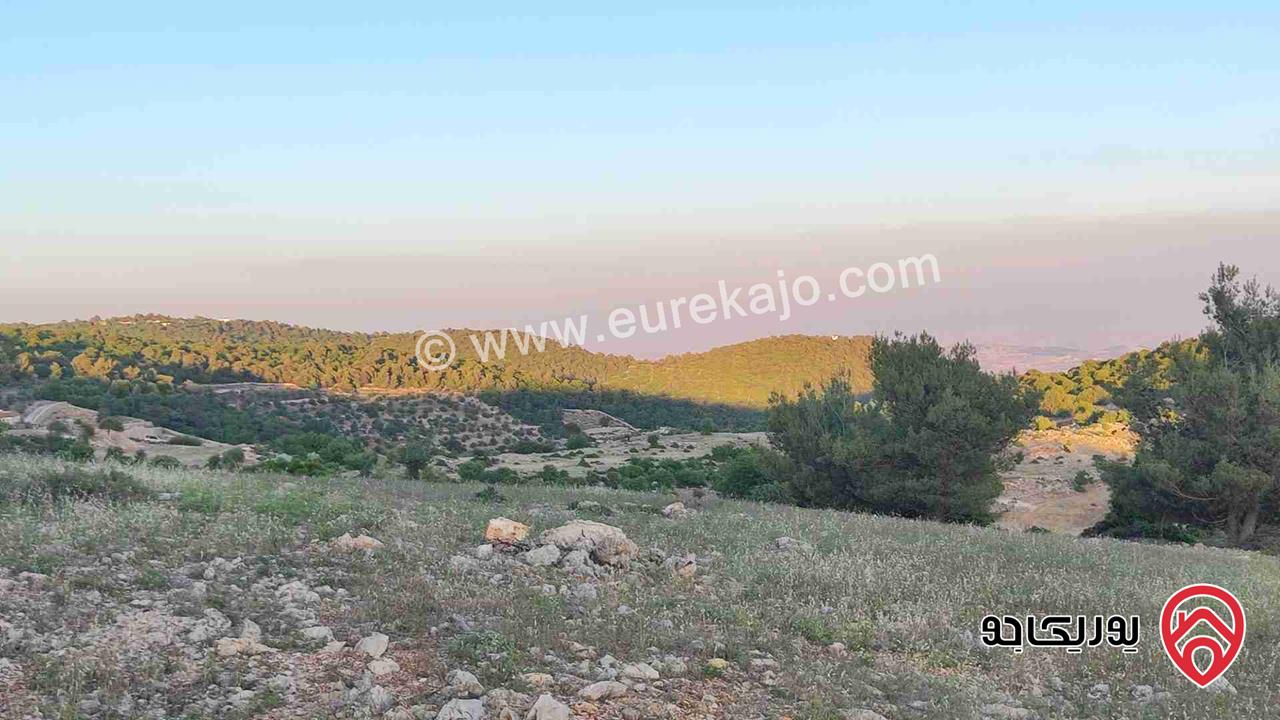 قطعة ارض مميزة مساحة 2 دونم للبيع في جرش - دبين تصلح للشاليه مميز