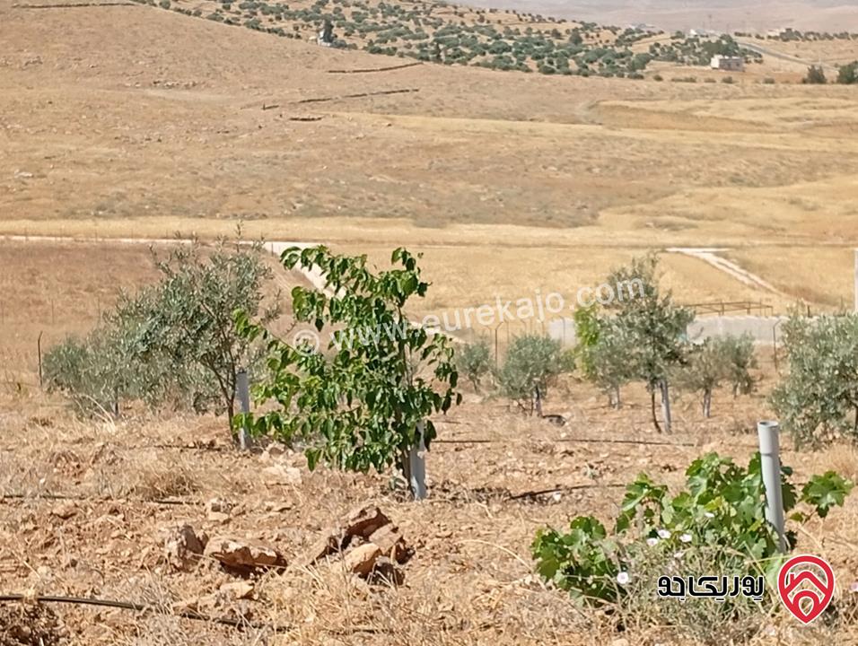 مزرعة مساحة الأرض 3 دونم و 400م بإطلالة للبيع في المفرق - بلعما