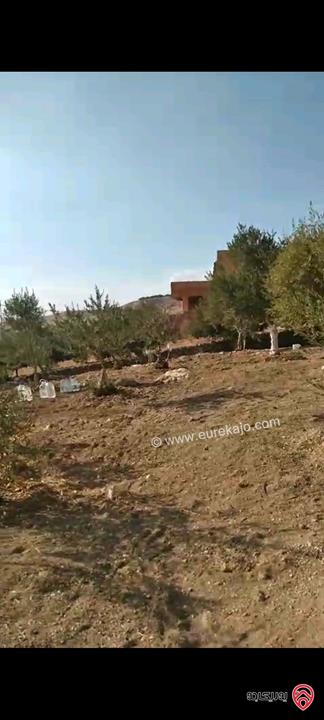 أرض مساحة 546م مزروعة بأشجار الزيتون للبيع في عمان - ناعور