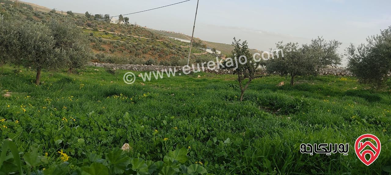 أرض زيتون معمر مساحة 3 دونم و 400م للبيع في المفرق