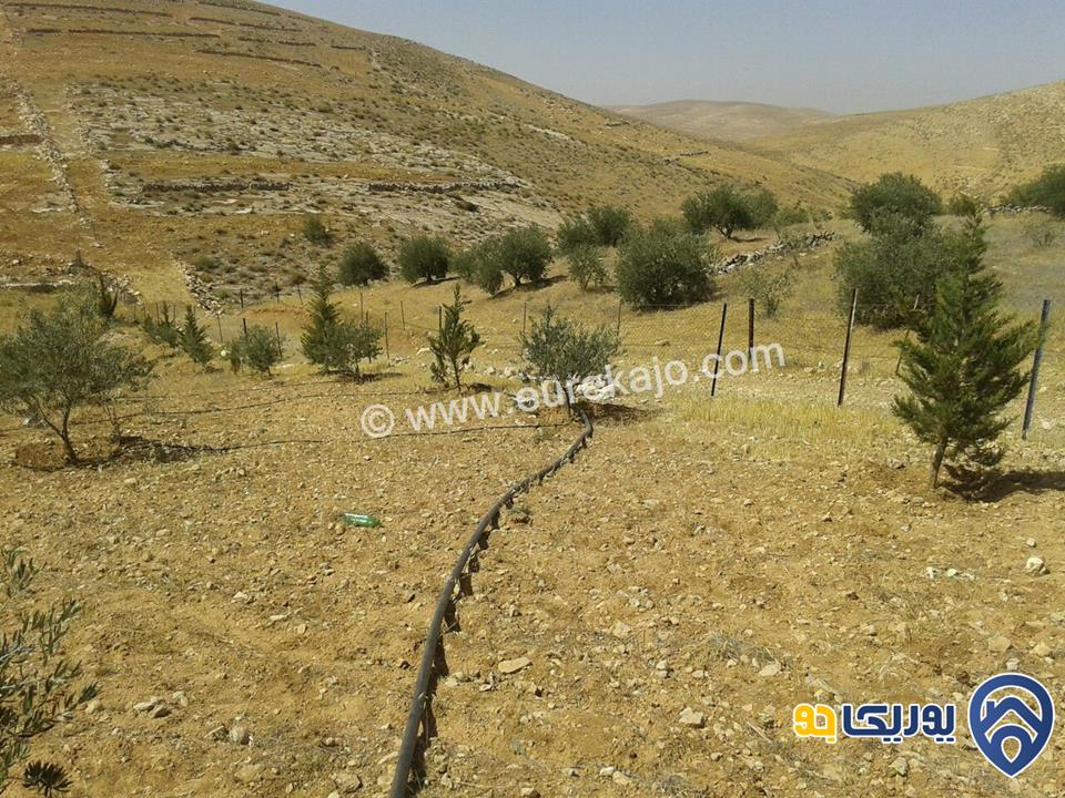 مزرعة مساحة 5000م للبيع في بلعما