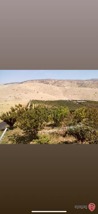 مزرعة استثمارية مساحة 60 دونم وبناء 170م للبيع في الغور 