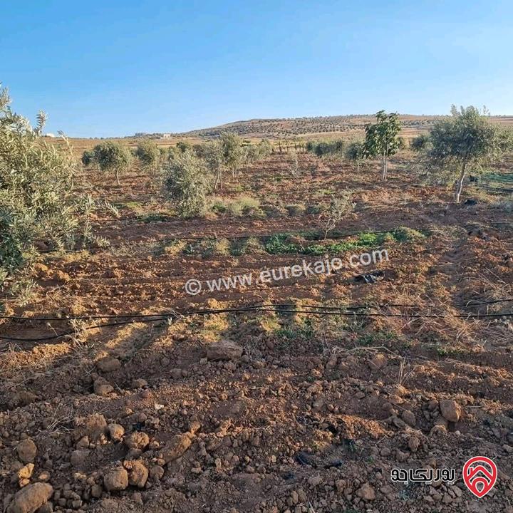أرض زراعية مساحة 25 دونم للبيع في الكرك - فقوع