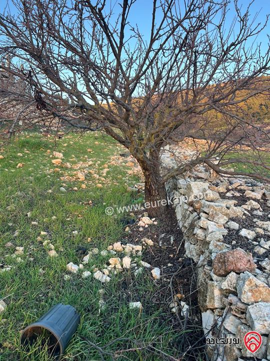 ارض مساحة 1 دونم و 982م للبيع في عجلون عنجرة سرابيس