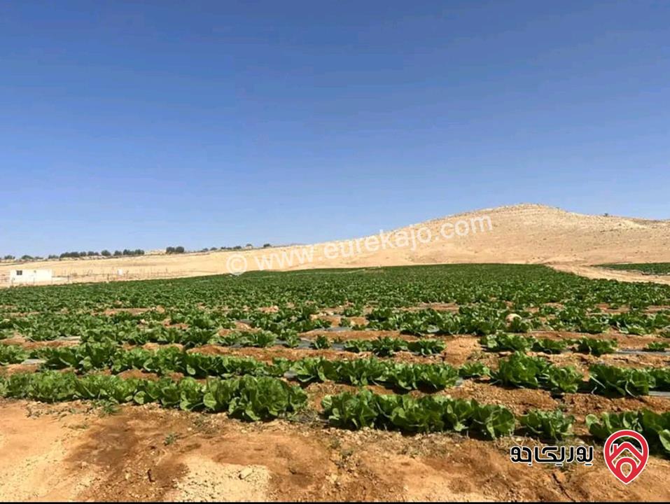 أرض مساحة 21 دونم للبيع في المفرق - ثغرة الجب