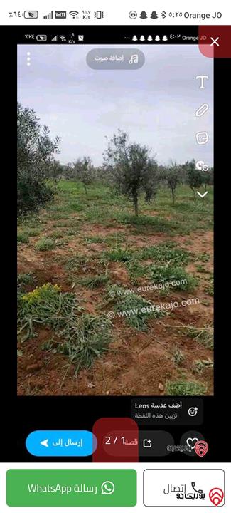 مزرعة زيتون مساحة 6 دونم و 500م للبيع في مادبا - الفيحاء