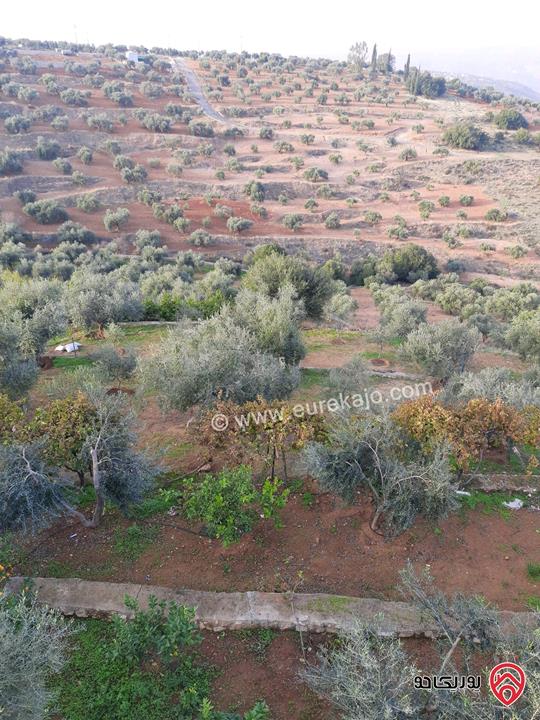 مزرعة زيتون مساحة الأرض 8 دونم و 588م و البناء مساحة 100م للبيع في السلط