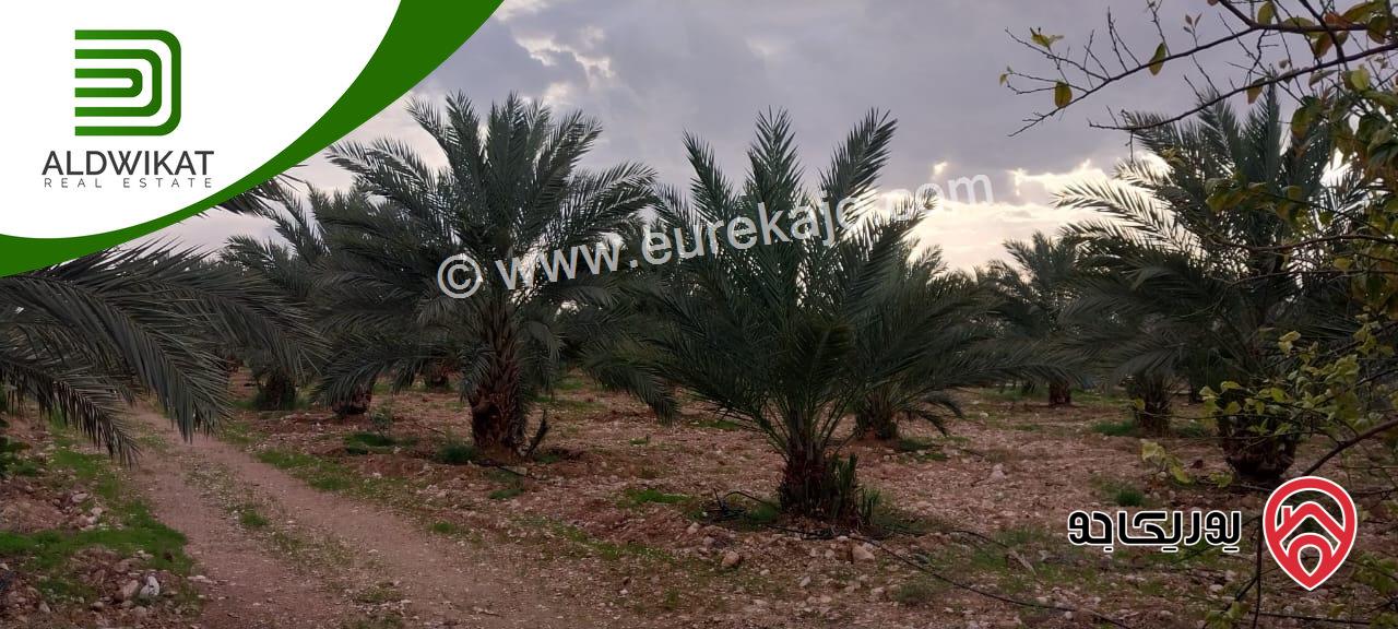 مزرعة نخيل للبيع في الغور الجنوبي / الكرامة مساحتها 56 دونم مزروعة تمر مجهول