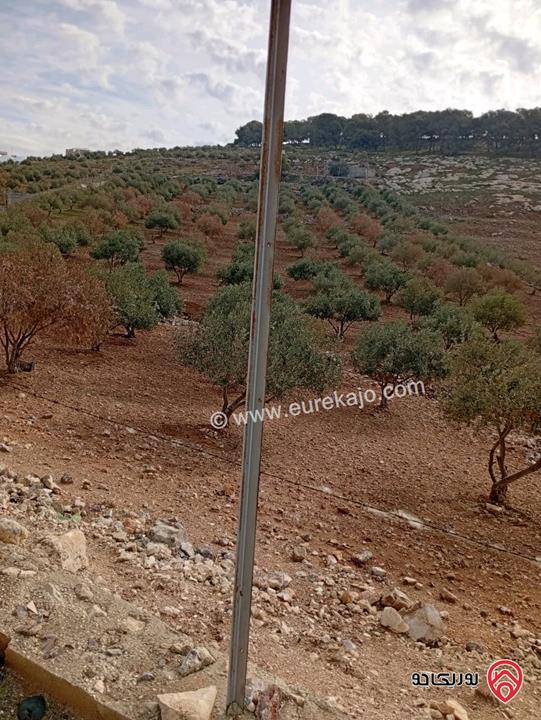 أرض مزروعة زيتون مساحة 13 دونم للبيع في مادبا - قرية الفيصلية 