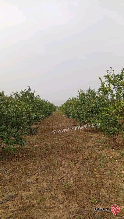 قطعة ارض مساحة 3 دونم و 400م للبيع في اربد - الأغوار الشمالية 