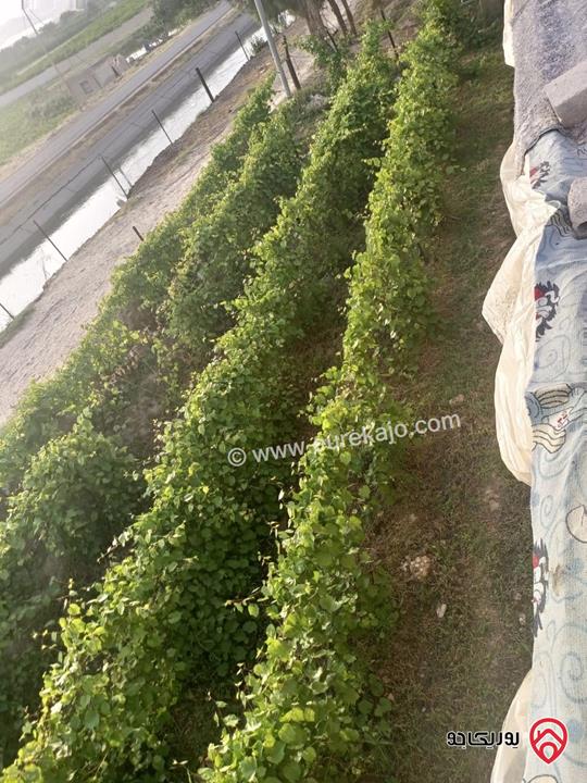 أرض زراعية مساحة 9 دونم و 526م للبيع في اربد - الأغوار الشمالية/منطقة ابوسيدو 