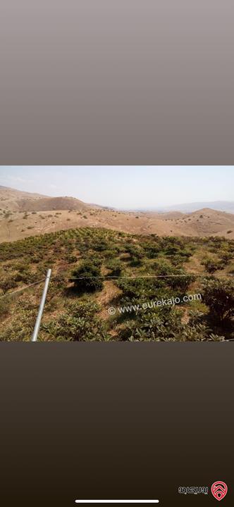 مزرعة استثمارية مساحة 60 دونم وبناء 170م للبيع في الغور 