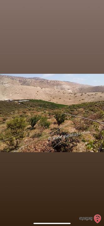 مزرعة استثمارية مساحة 60 دونم وبناء 170م للبيع في الغور 