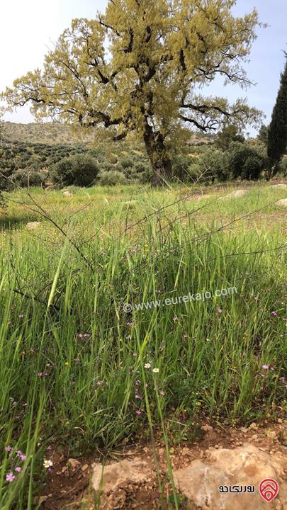 قطعة ارض مساحة 6 دونم و 500م للبيع كاملة او جزء منها في الزرقاء - الكمشة حوض البيرة 