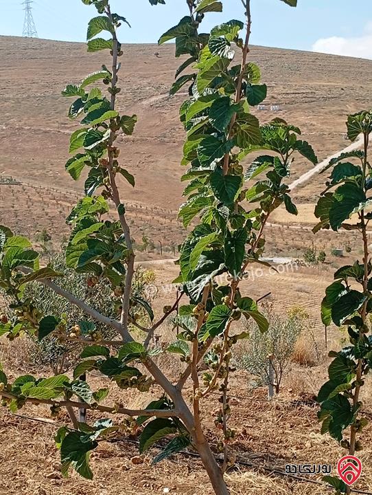 مزرعة مساحة الأرض 3 دونم و 400م بإطلالة للبيع في المفرق - بلعما
