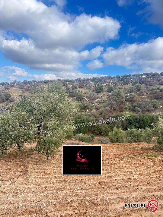 قطعة ارض مساحة 3 دونم و 400م مزروعة زيتون للبيع في السلط الديرة قرب زي 