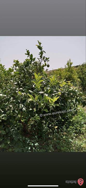 مزرعة استثمارية مساحة 60 دونم وبناء 170م للبيع في الغور 