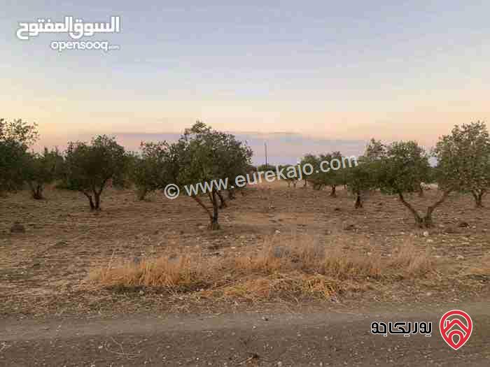 قطعة ارض مساحة 20.238 دونم للبيع في اربد - ام قيس 