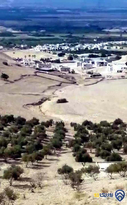 قطعة أرض مساحة 50 دنم في الغور الشمالي -اربد