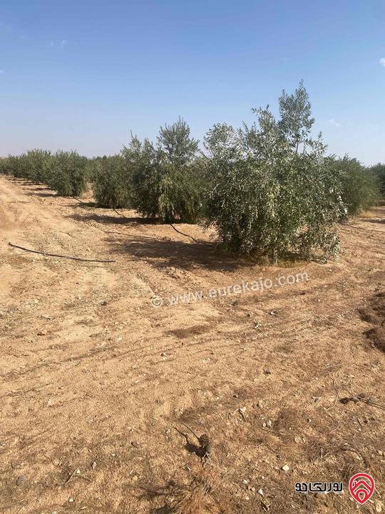 مزرعة استثمارية مساحة 534 دونم للبيع بسعر مغري في منطقة الأزرق الشمالي 