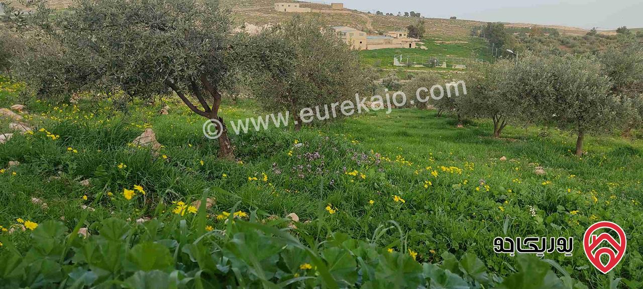 أرض زيتون معمر مساحة 3 دونم و 400م للبيع في المفرق